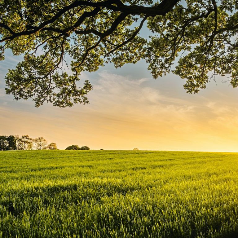 Firmenausflug Grünes Feld unter einem Baum mit Sonnenuntergangshimmel im Hintergrund.