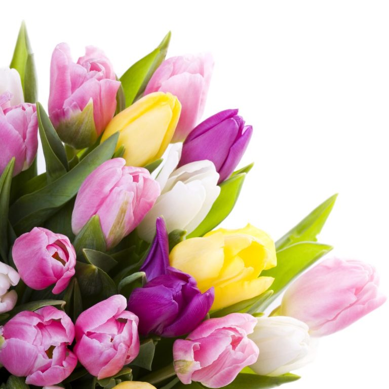 Gutschein Bunte Tulpen in Pink, Gelb, Lila und Weiß, umgeben von Tulpenblättern.