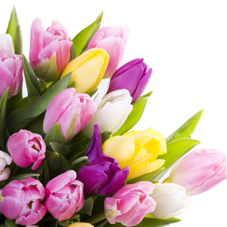 Gutschein Bunte Tulpen in Pink, Gelb, Lila und Weiß, umgeben von Tulpenblättern.