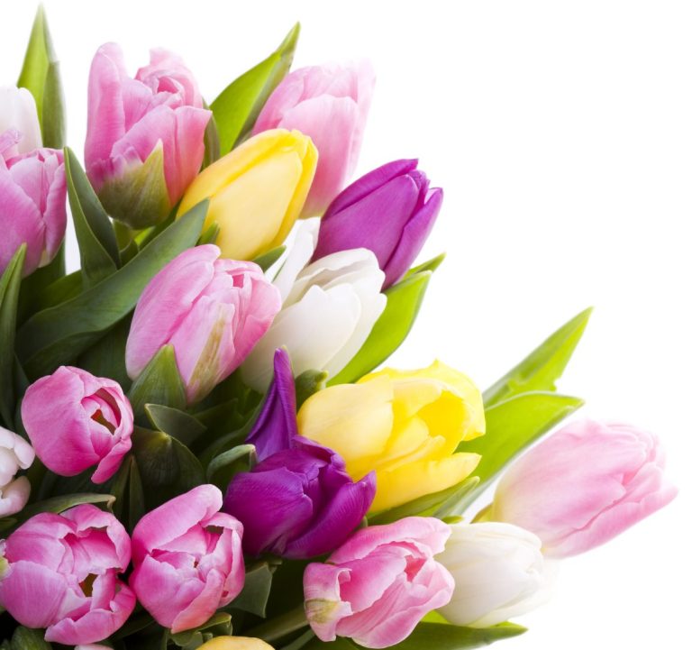 Gutschein Bunte Tulpen in Pink, Gelb, Lila und Weiß, umgeben von Tulpenblättern.