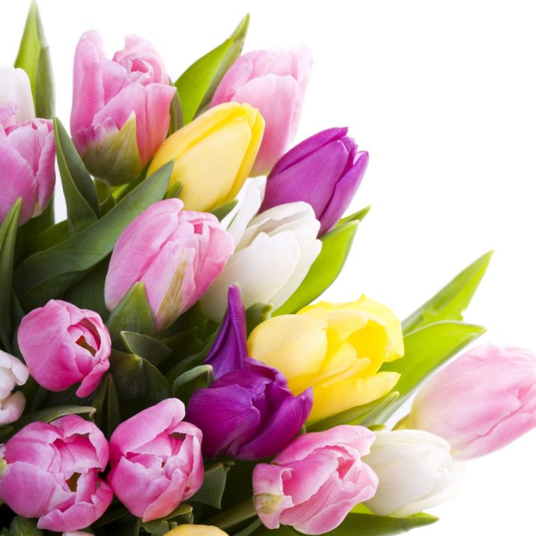 Gutschein Bunte Tulpen in Pink, Gelb, Lila und Weiß, umgeben von Tulpenblättern.