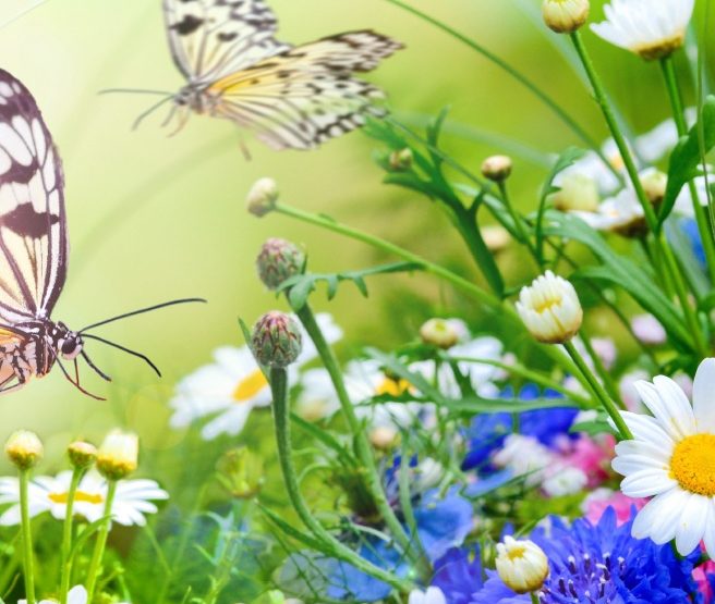 Allergieauflösung Zwei Schmetterlinge fliegen über bunte Blumen in einem sonnigen Garten.