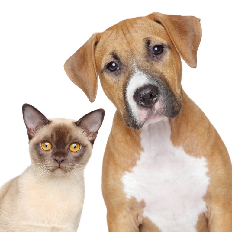 Hund und Katze Ein brauner Hund und eine Siamkatze stehen nebeneinander vor weißem Hintergrund.