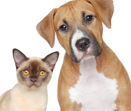 Tierheilung Ein Hund und eine Katze nebeneinander, beide mit aufmerksamen Blicken.