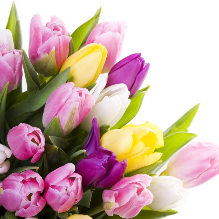 Gutschein Bunte Tulpen in Pink, Gelb, Lila und Weiß, umgeben von Tulpenblättern.